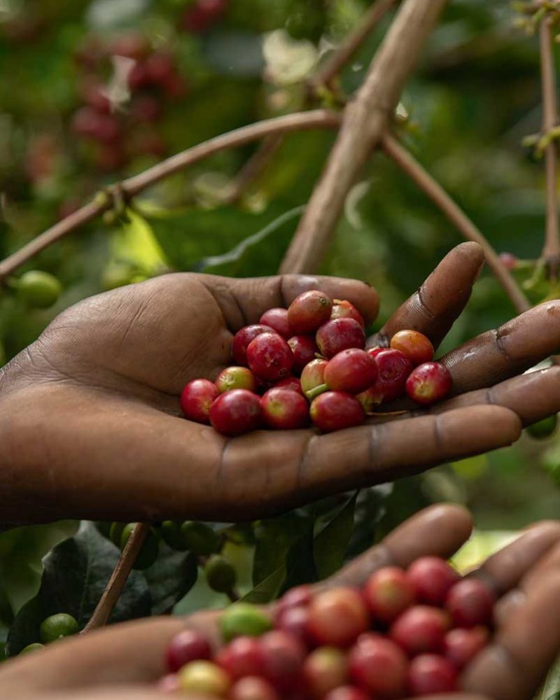 coffebeans